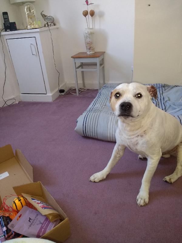 Hooch's first box