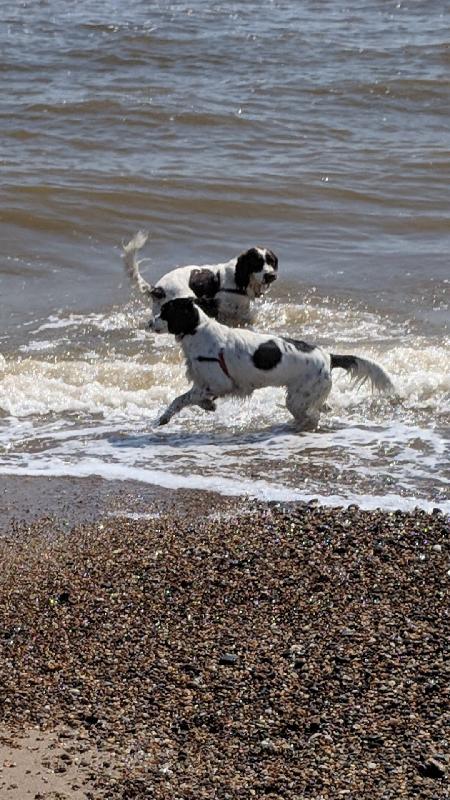 Happy puppies , happy me .