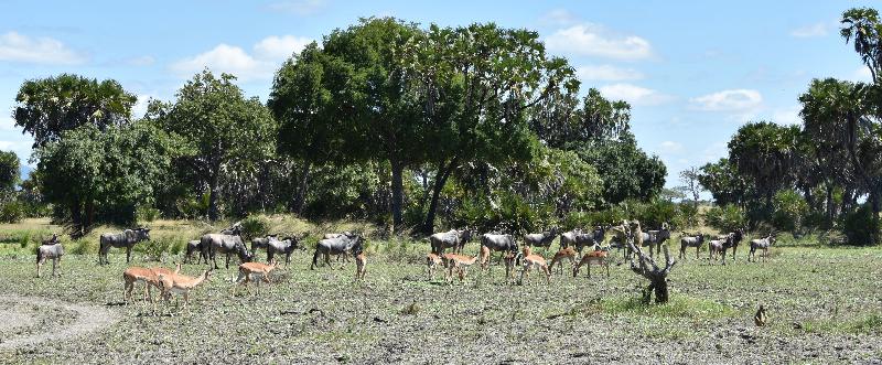 Go2Africa.. Perfect!
