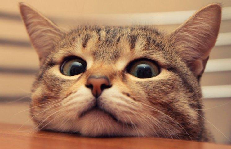 Phasellus non ligula interdum, faucibus dui nec, porttitor nunc. Vivamus ve