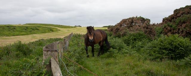Northern and the West Coast of Ireland are the most scenic.