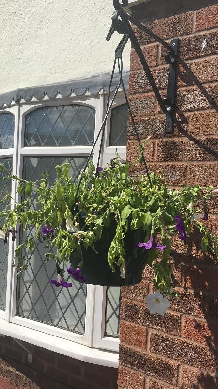 Wilting Flowers and Dead Leaves