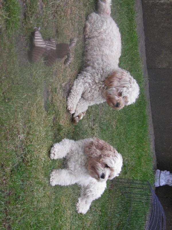 2 healthy dogs  with a healthy lifetime pet cover    thank you