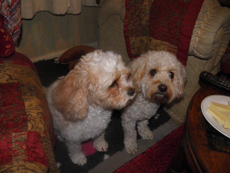2 healthy dogs  with a healthy lifetime pet cover    thank you