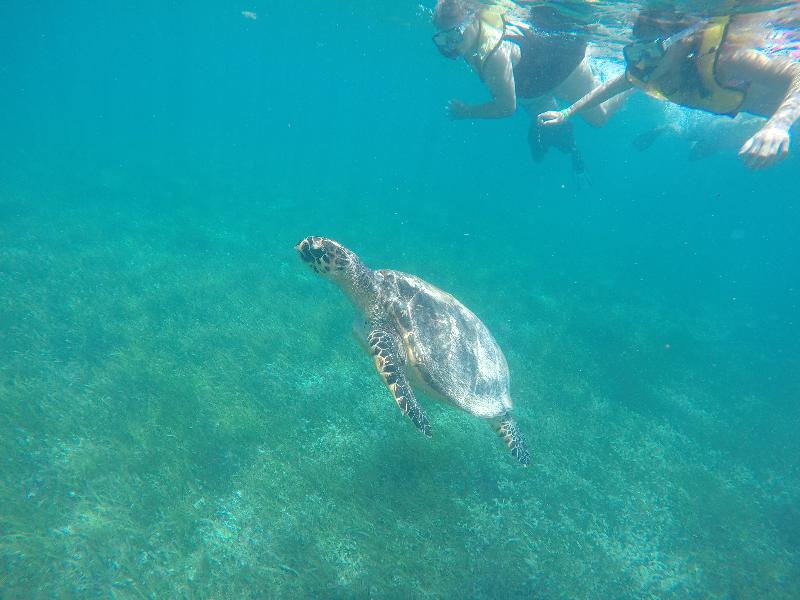Best Snorkeling Trip in Cancun in my Opinion...