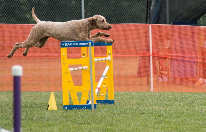 Great products that have helped my agility dog stay competitive!