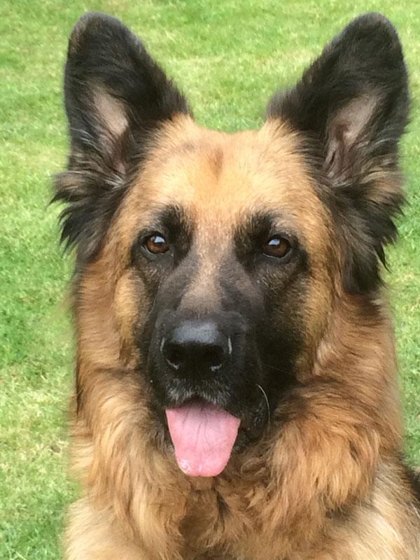 Dog friendly holiday cottages!