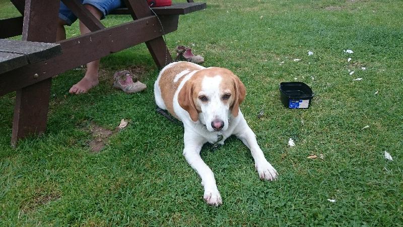 Dog Joint supplements