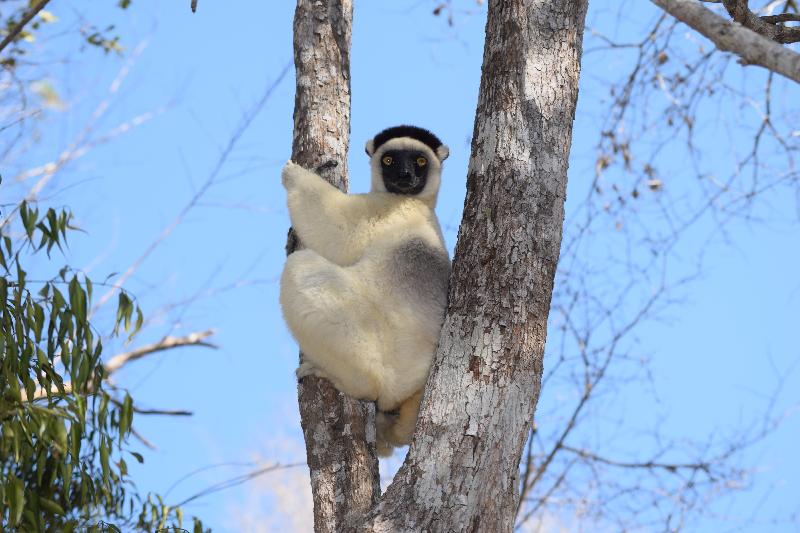 Madagascar