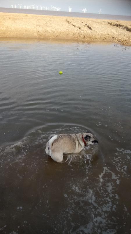 Very happy customer and doggie.
