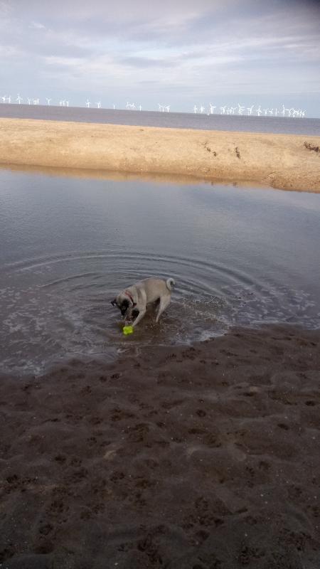 Very happy customer and doggie.