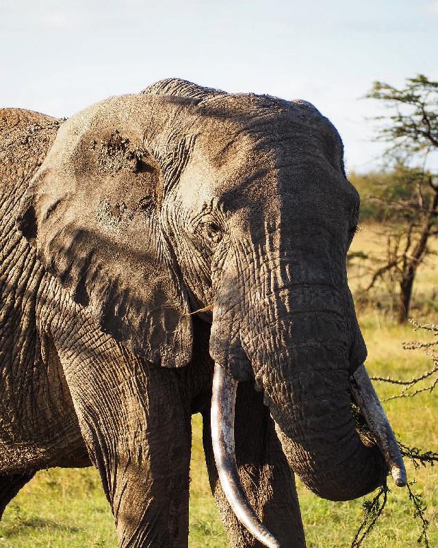Extremely helpful and knowledgeable. Built us the perfect safari.