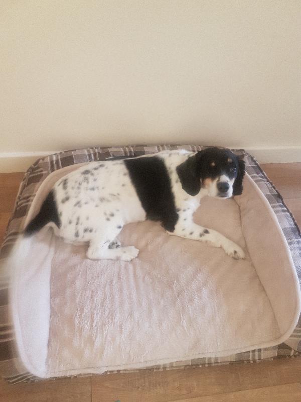 amazing food for the dog great coat and my dogs love it x