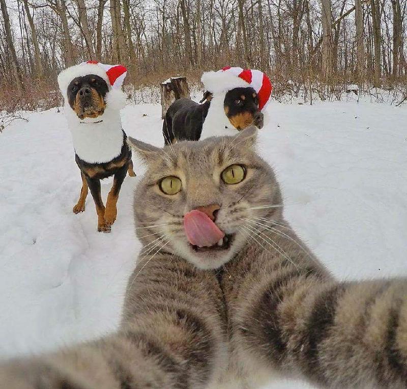 Cat cat moo moo lick ears lick paws making sure that fluff gets into the ow