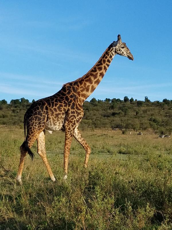 Fantastic Classic Kenyan Safari
