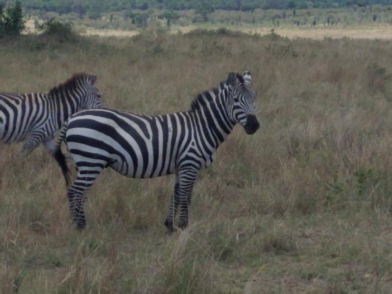 Fantastic Classic Kenyan Safari