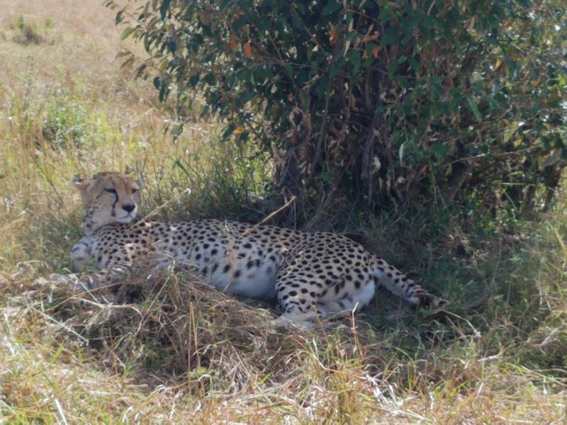 Fantastic Classic Kenyan Safari