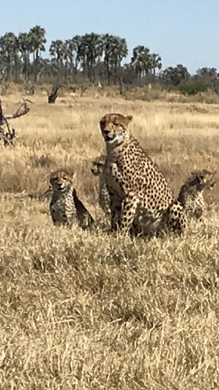Fantastic trip to Botswana and Victoria Falls