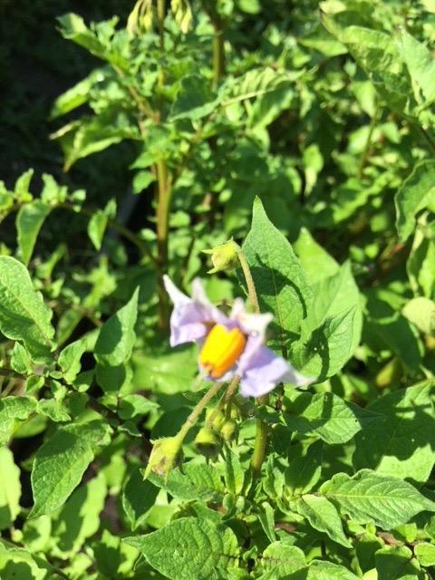Good Crop and Pretty Flowers
