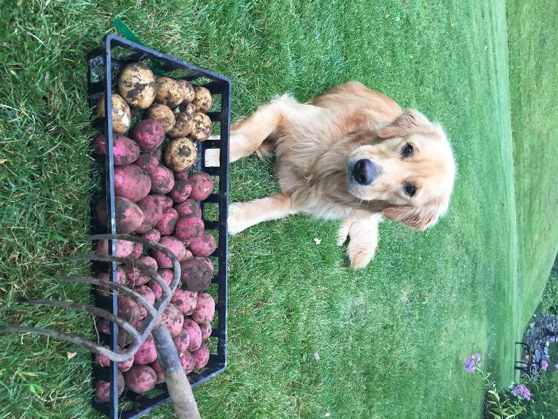 Wood Prairie Spuds grow great in the White Mountains of New Hampshire!