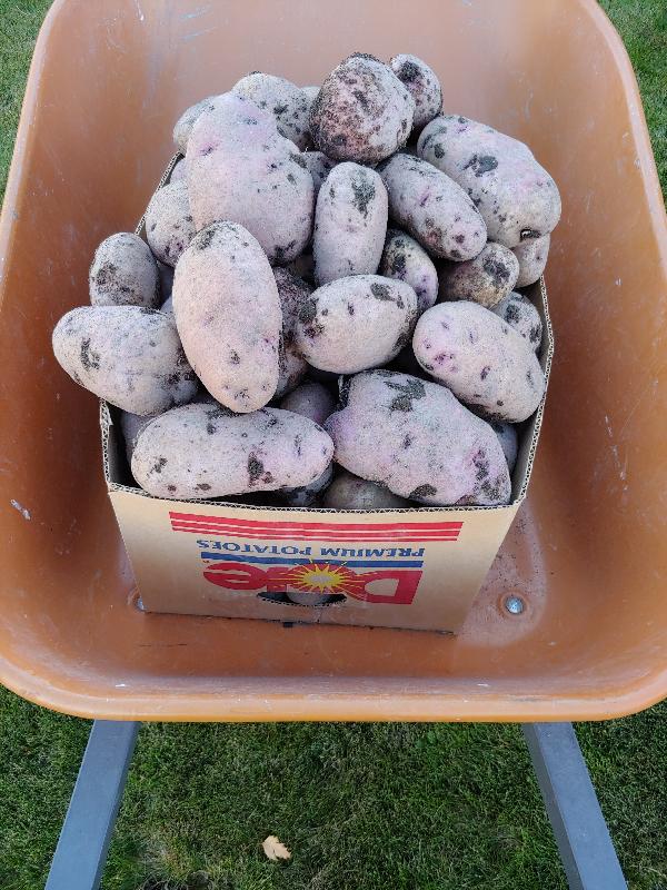 Nice potatoes!