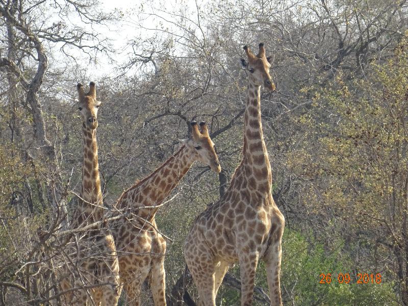Fantastic trip to South Africa.