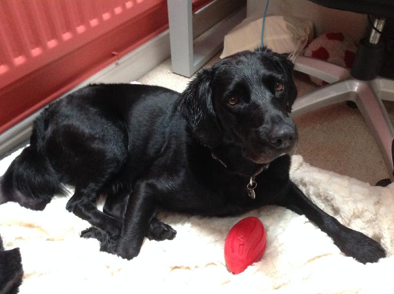 We have both dogs insured with you Betty and Monty