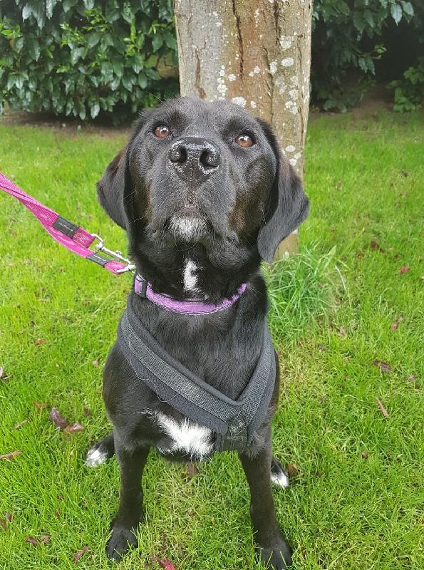 We have both dogs insured with you Betty and Monty