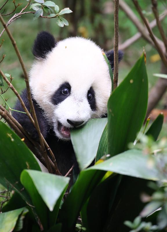 Truly Majestic Yangtze Tour