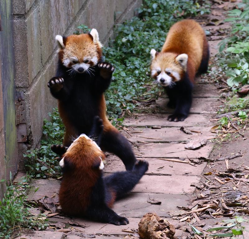 Truly Majestic Yangtze Tour