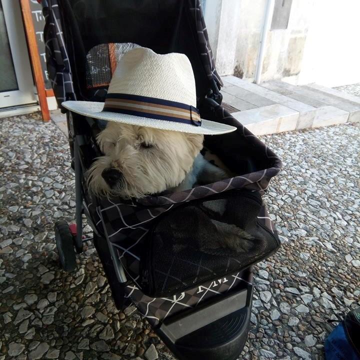 Fantastic product, healthy doggy **