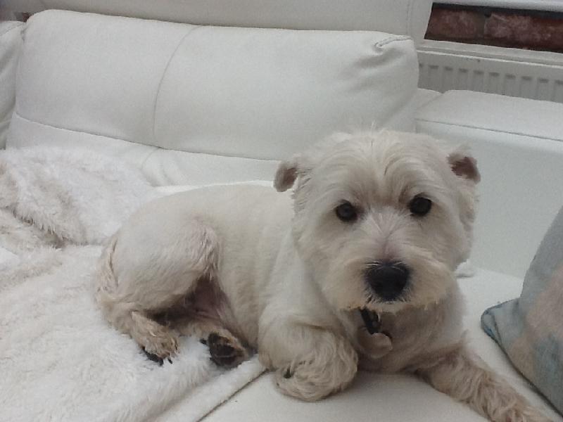 Fantastic product, healthy doggy **