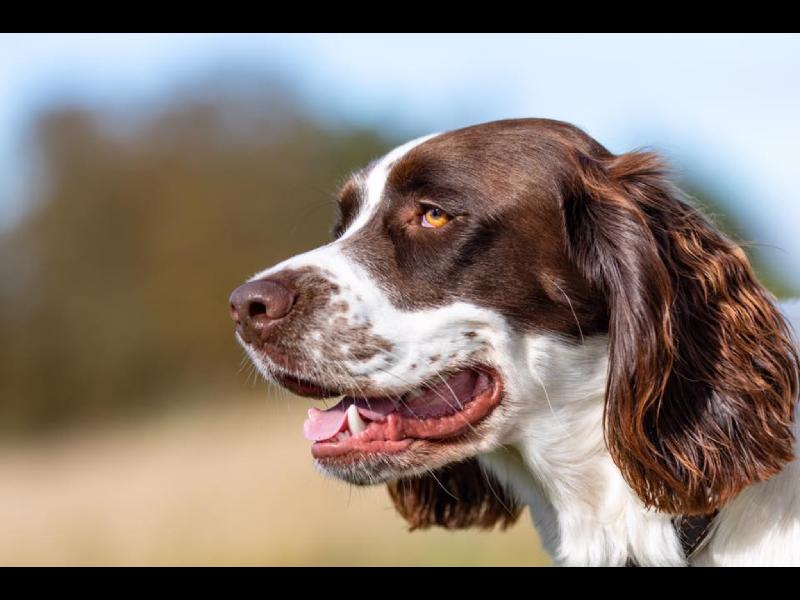Happy Spaniels