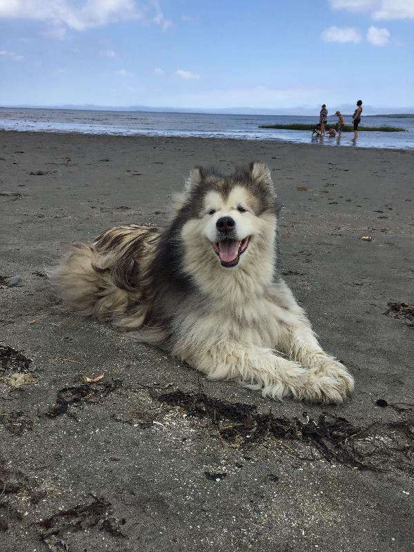 Product helps our dog feel much better. Always get it quickly. Thank you