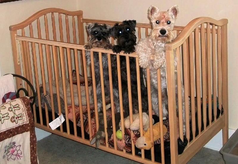 Excellence Personified ("Petsonified")!