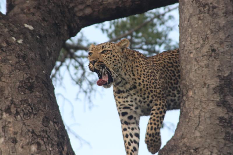 Fantastic S. African Safari & More!