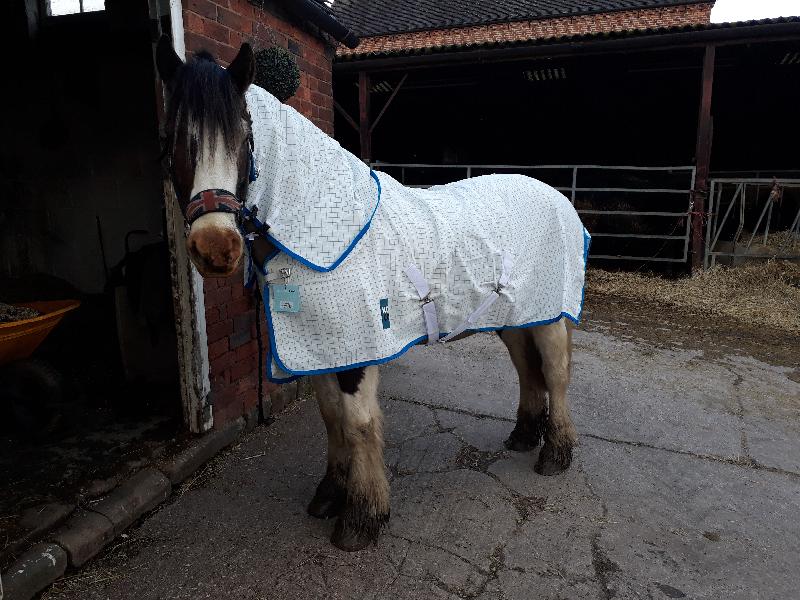 Paddy loves his new coat and can't wait for summer