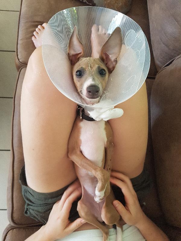 Thankfully we had PetPlan