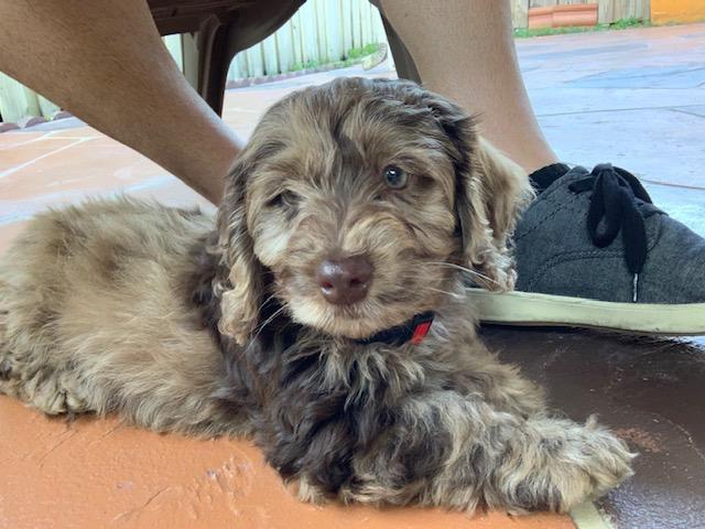 Puppy Buddy is awesome!