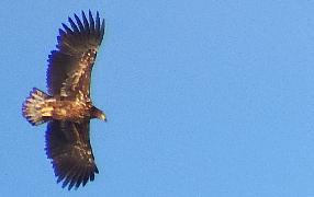 Hurtigruten Recensioni Recensioni Su Http Www Hurtigruten Co Uk Feefo