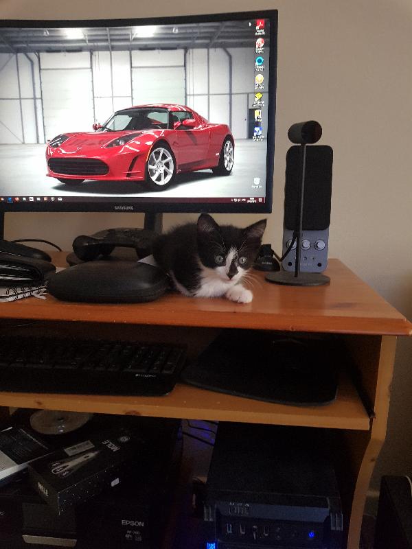 Look after you pet....  Best  insurance