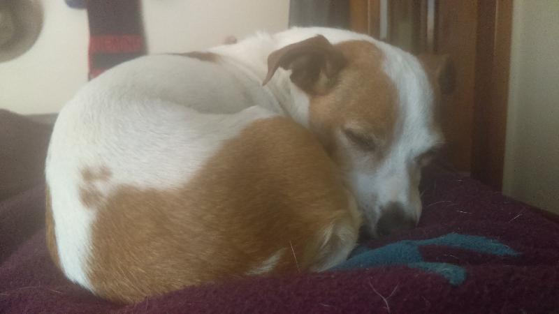 Our house sitter looked after our little dog and our home really  well .