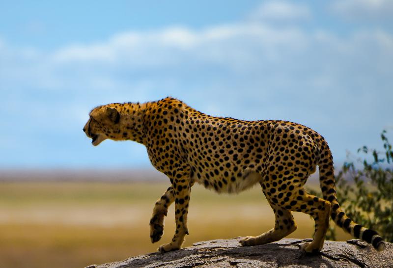 If you're heading for African Safari; Go2Africa is the way to go!