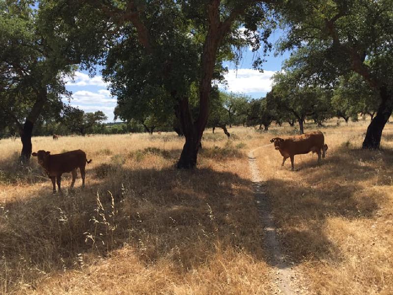 Excellent cycling holiday in the heart of Portugal