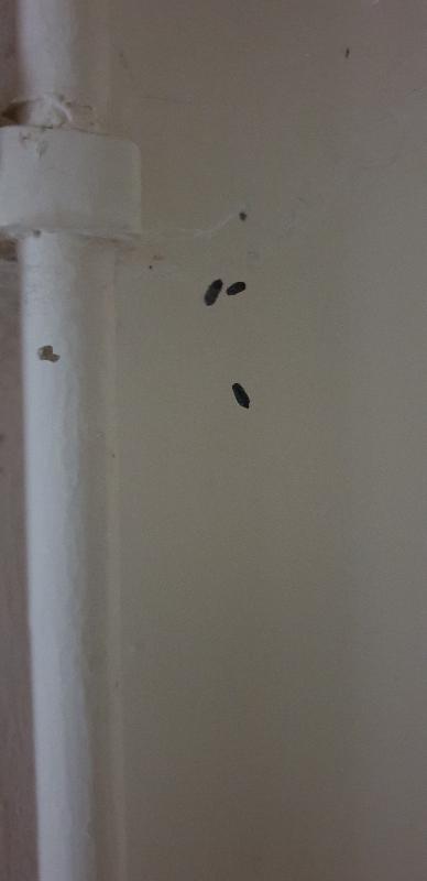 Damp, mouldy, smelly property not fit for letting