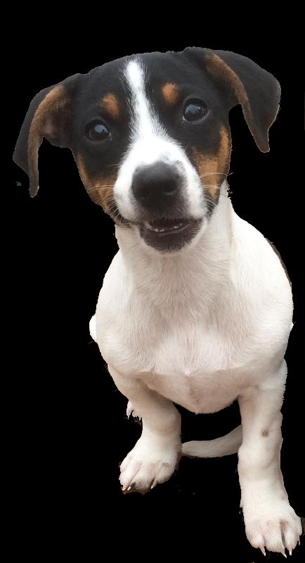 healthy and happy. your pet deserves the best