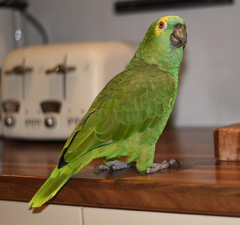 Parrot insured by a mouse
