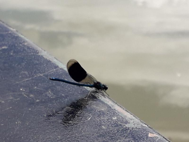 A heavenly break, cruising along the canals slowly.