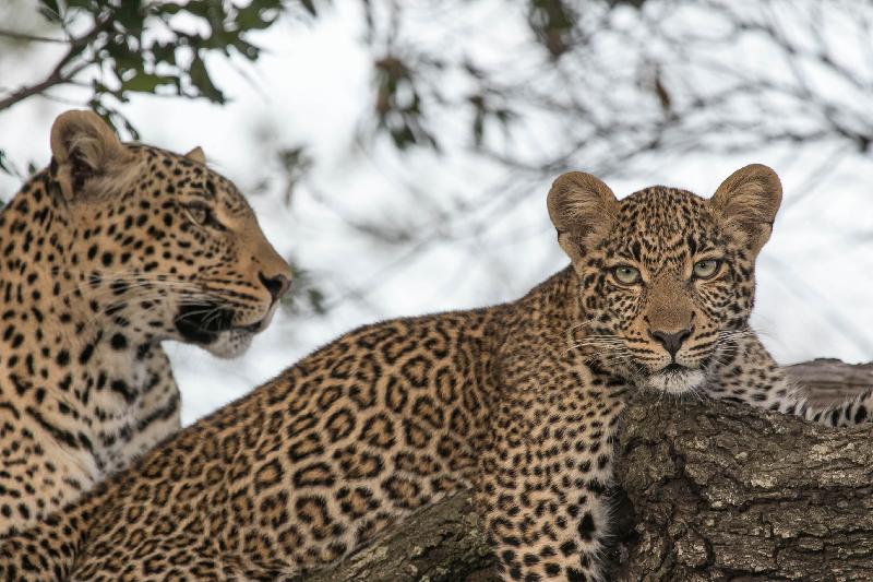 AMAZING!!!  4th safari in 5 years...addicted.