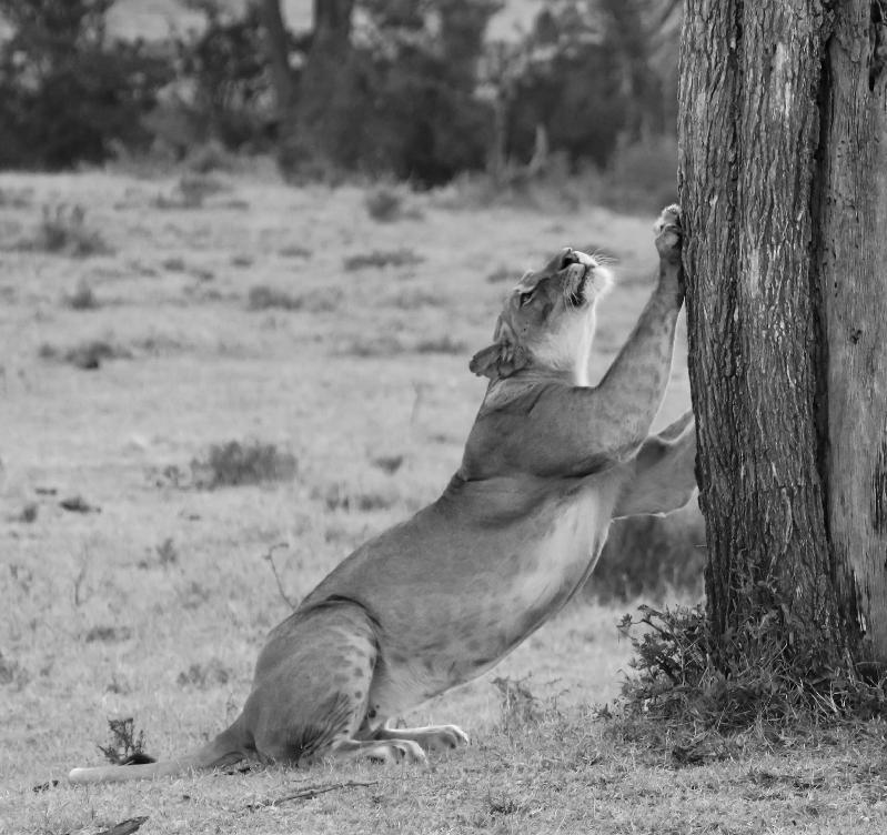 AMAZING!!!  4th safari in 5 years...addicted.